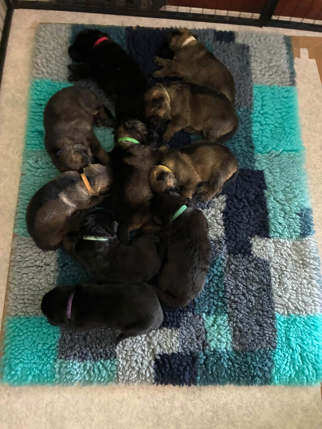Chiot Berger Allemand des foudres d'armor