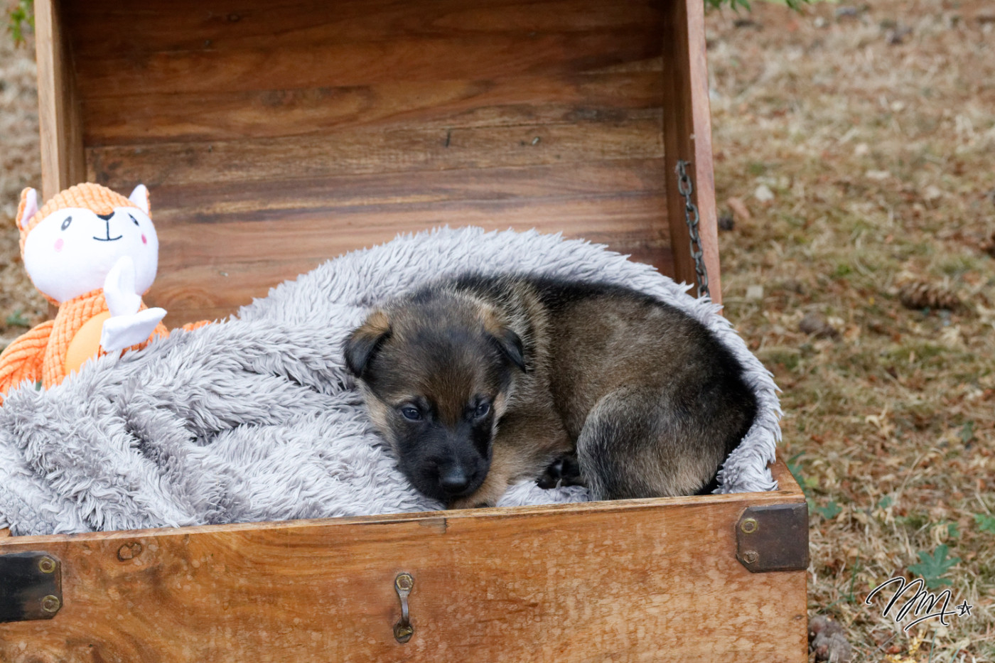 des foudres d'armor - Chiots disponibles - Berger Allemand