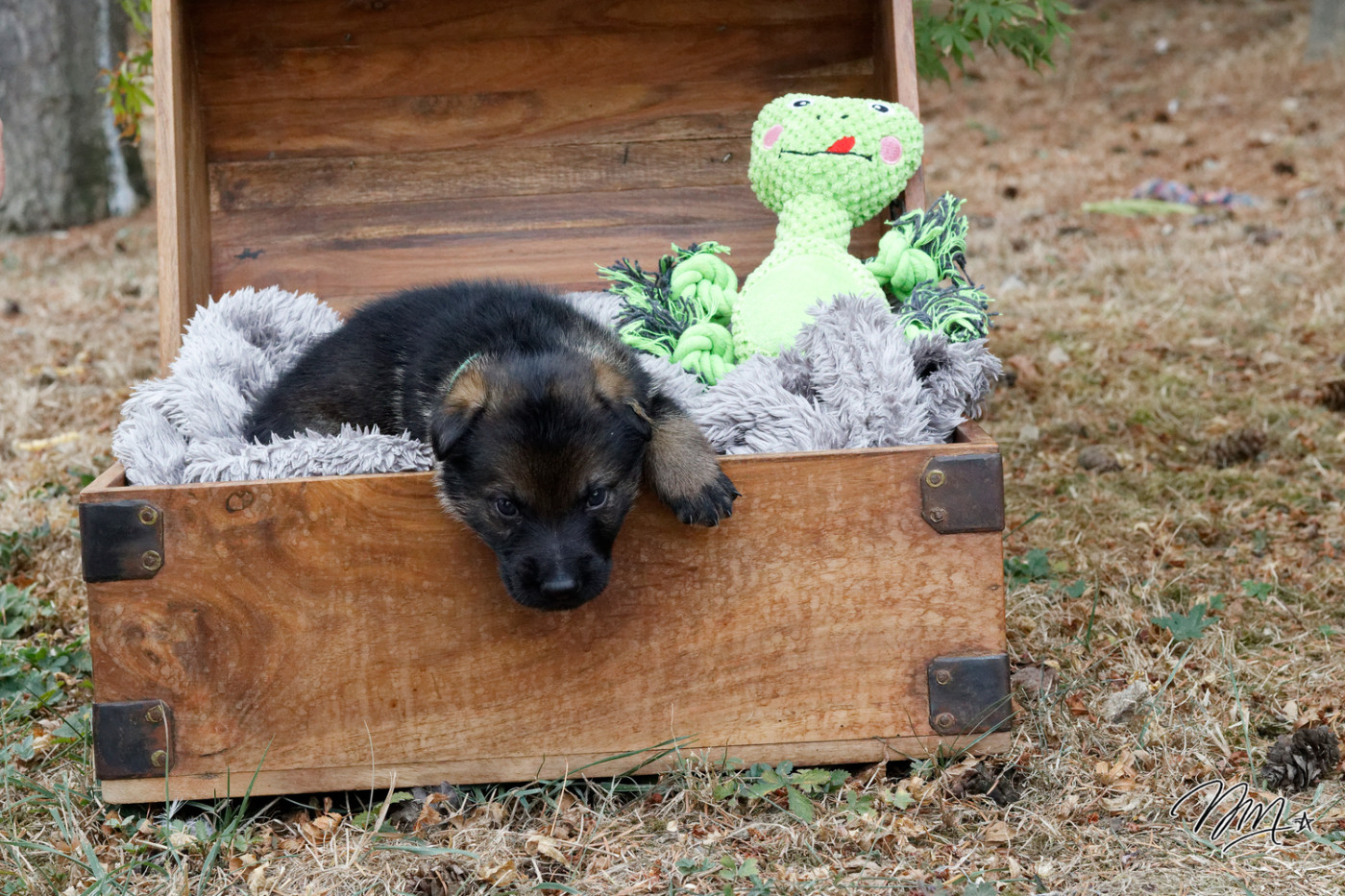 des foudres d'armor - Chiots disponibles - Berger Allemand