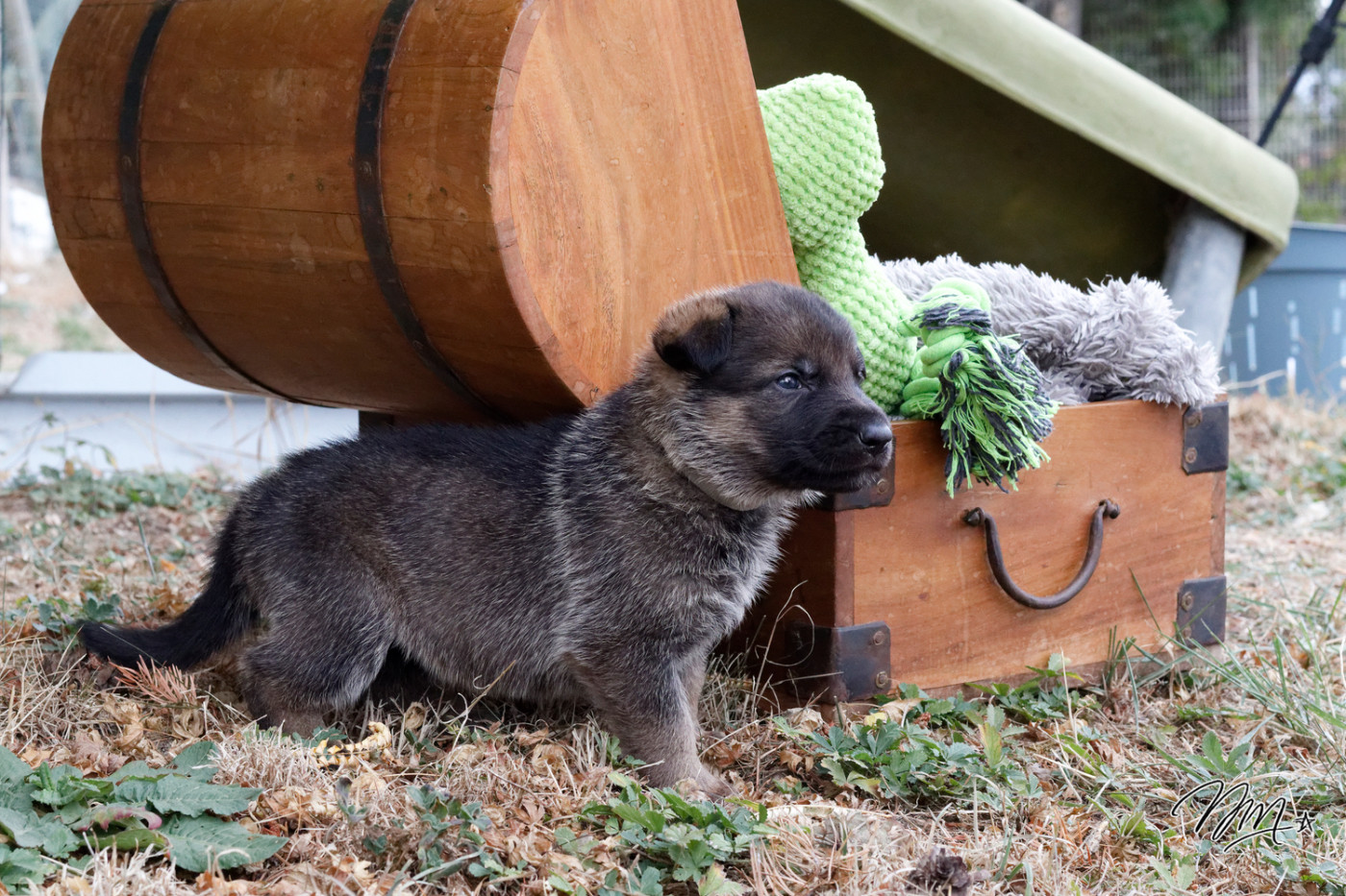 des foudres d'armor - Chiots disponibles - Berger Allemand