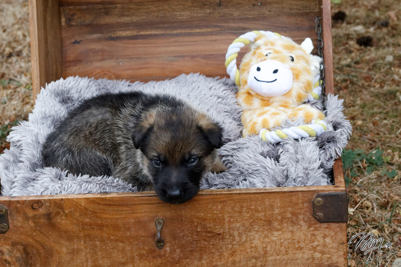 des foudres d'armor - Chiots disponibles - Berger Allemand