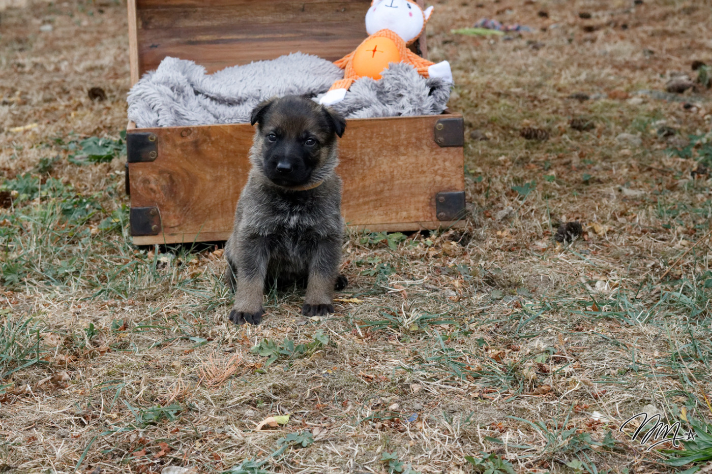 des foudres d'armor - Chiots disponibles - Berger Allemand