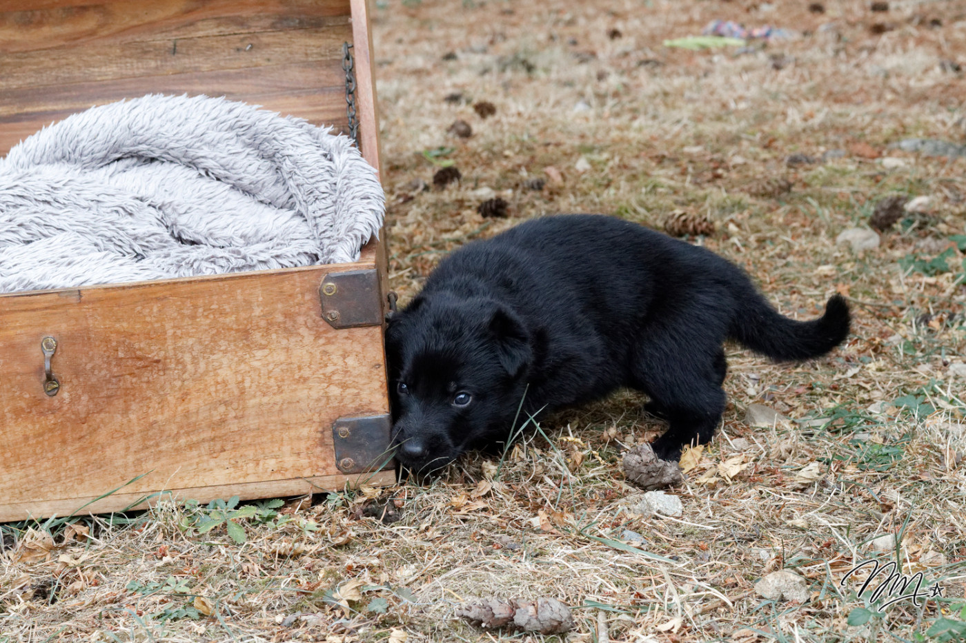 des foudres d'armor - Chiots disponibles - Berger Allemand