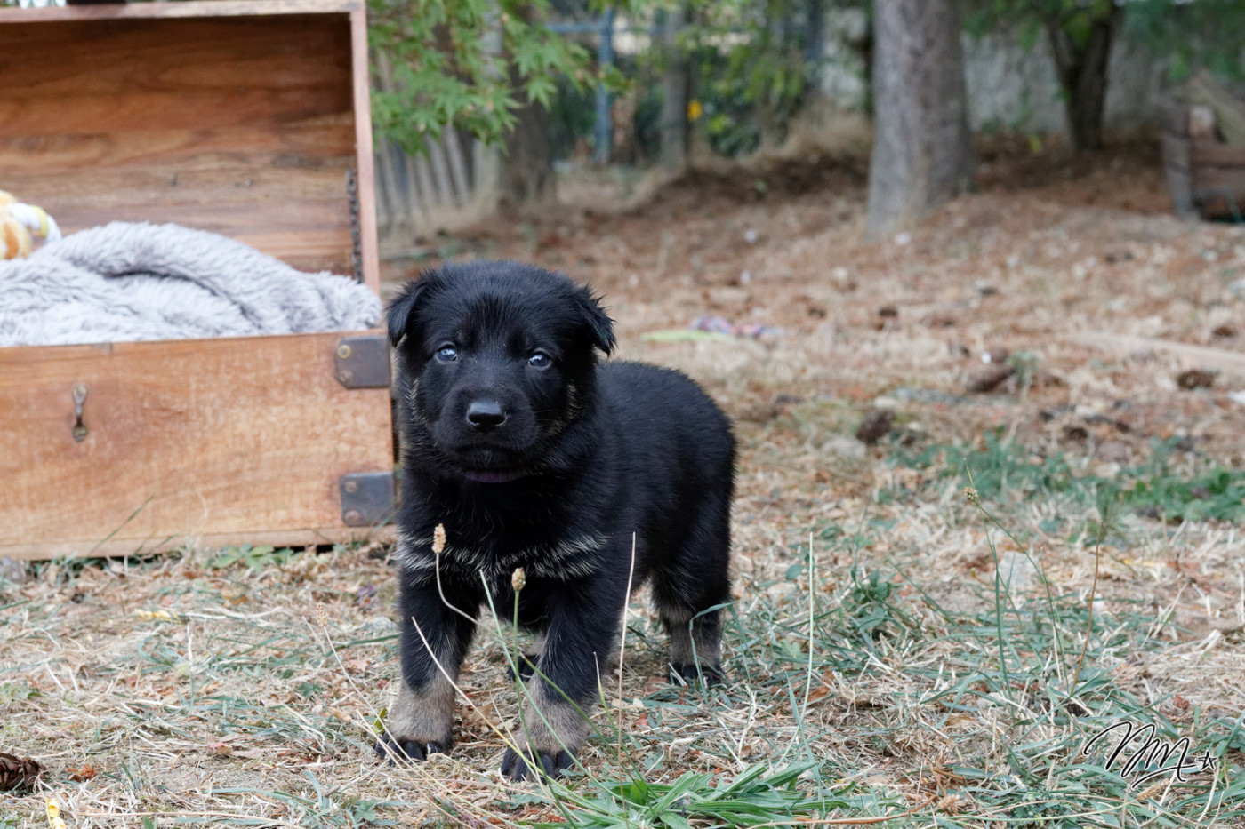 des foudres d'armor - Chiots disponibles - Berger Allemand